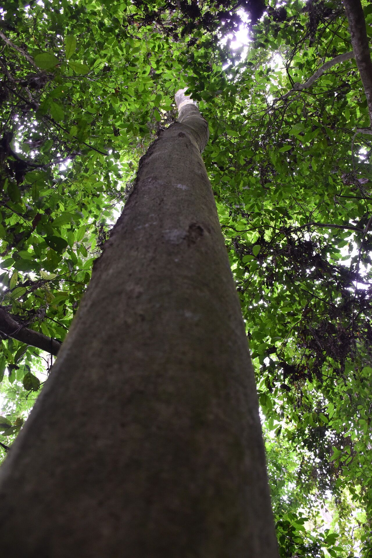Dialium excelsum bark