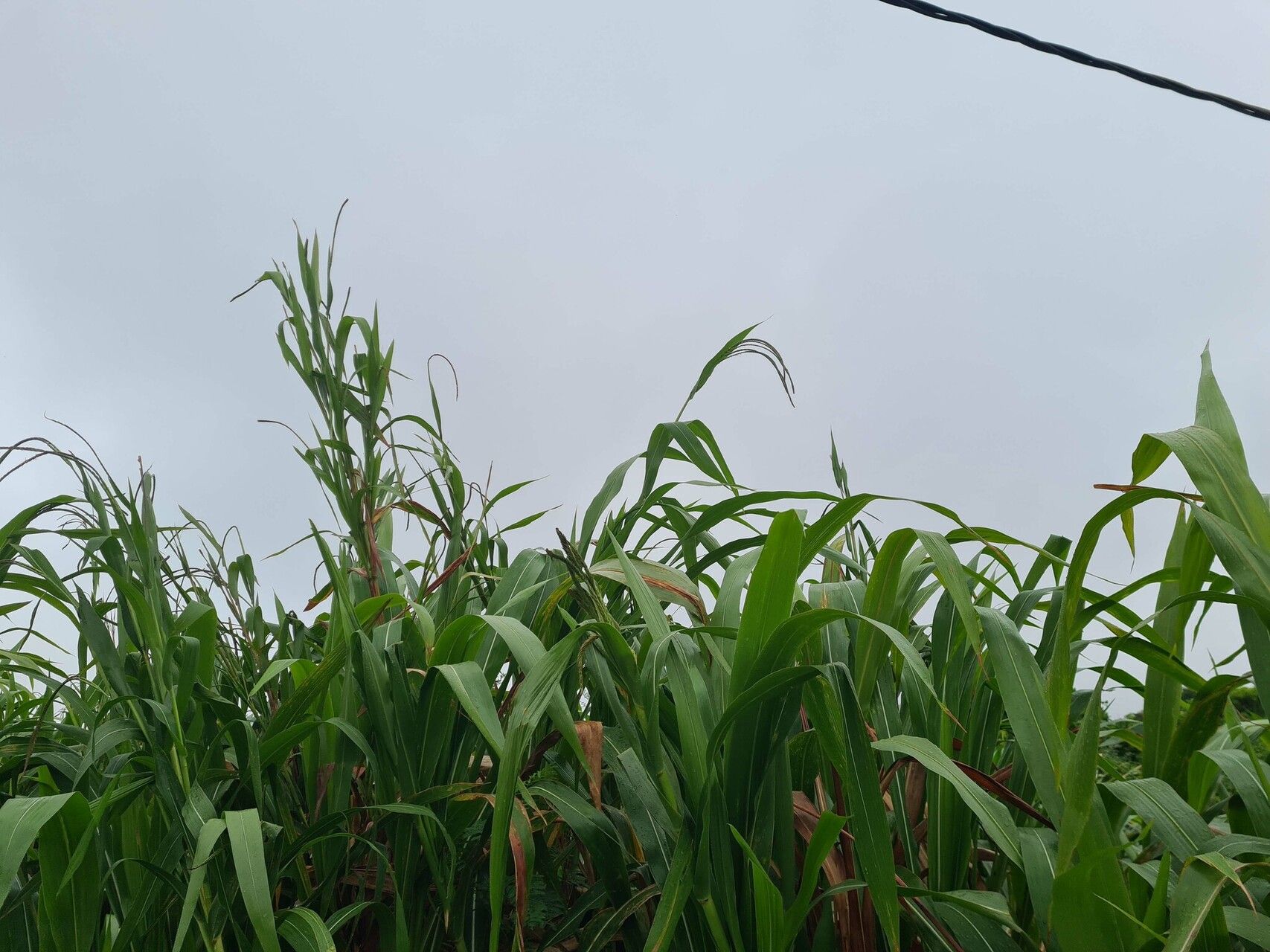 Tripsacum andersonii habit