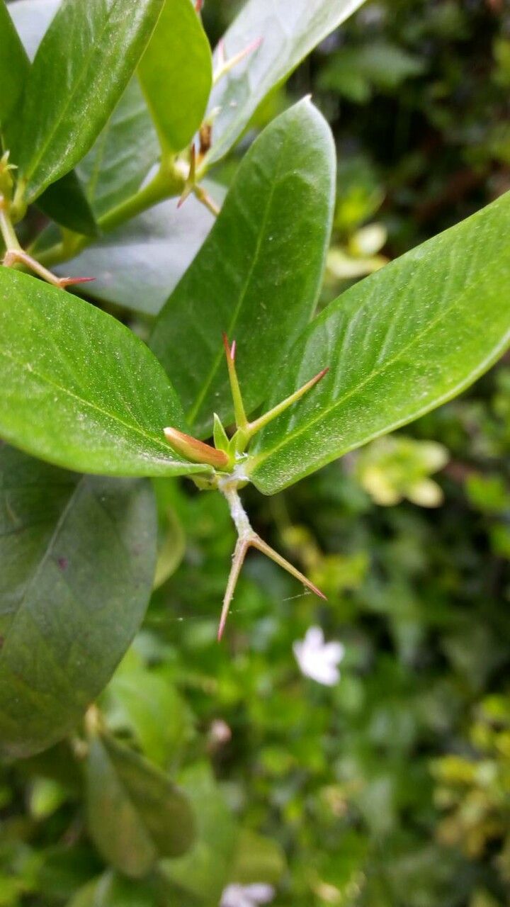Atractocarpus sessilifolius other
