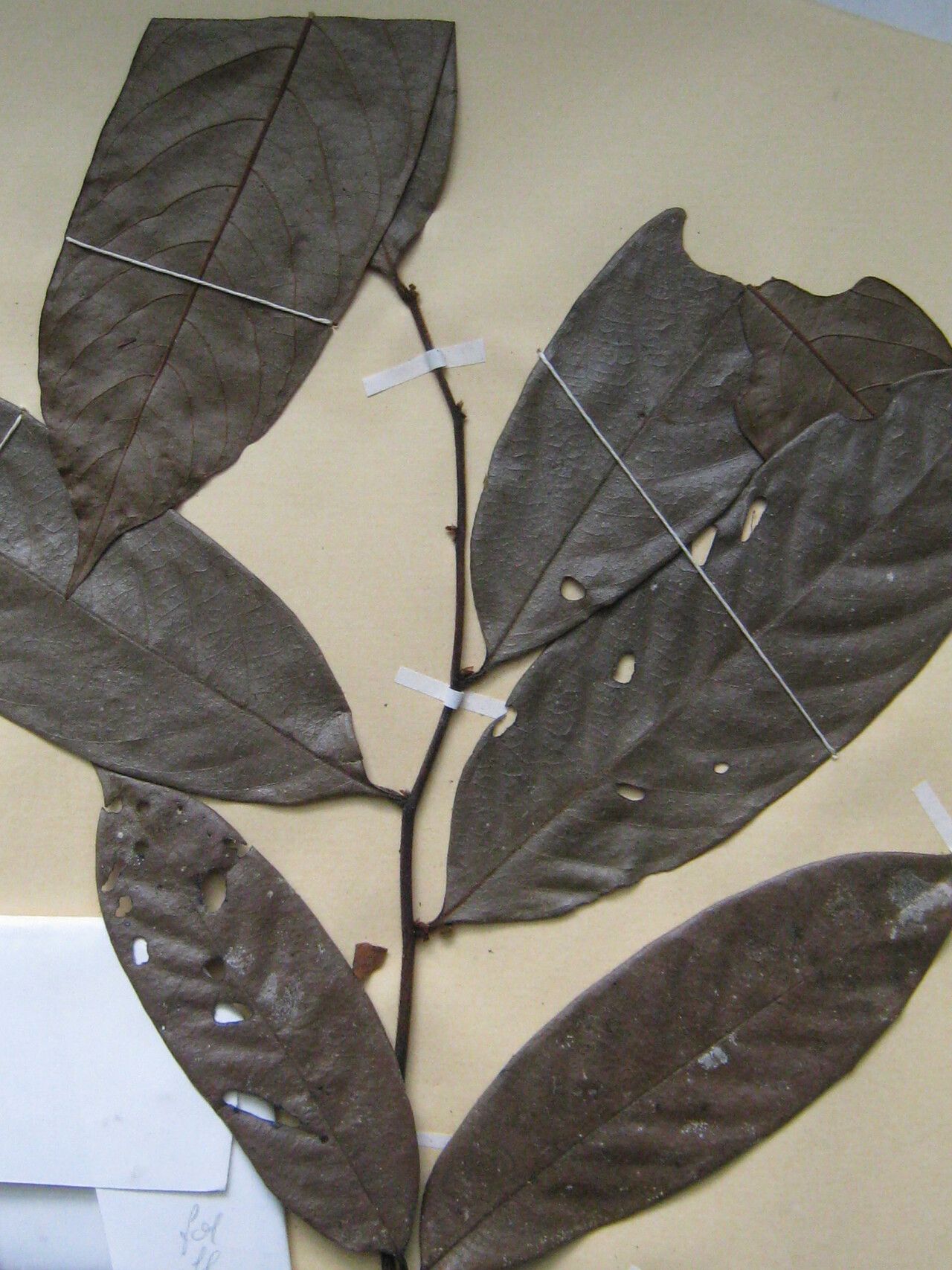 Guatteria intermedia other