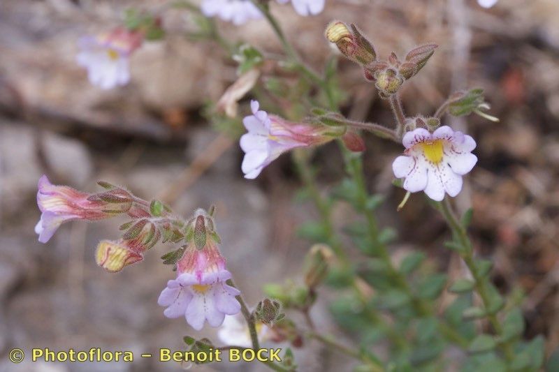 Chaenorhinum robustum other