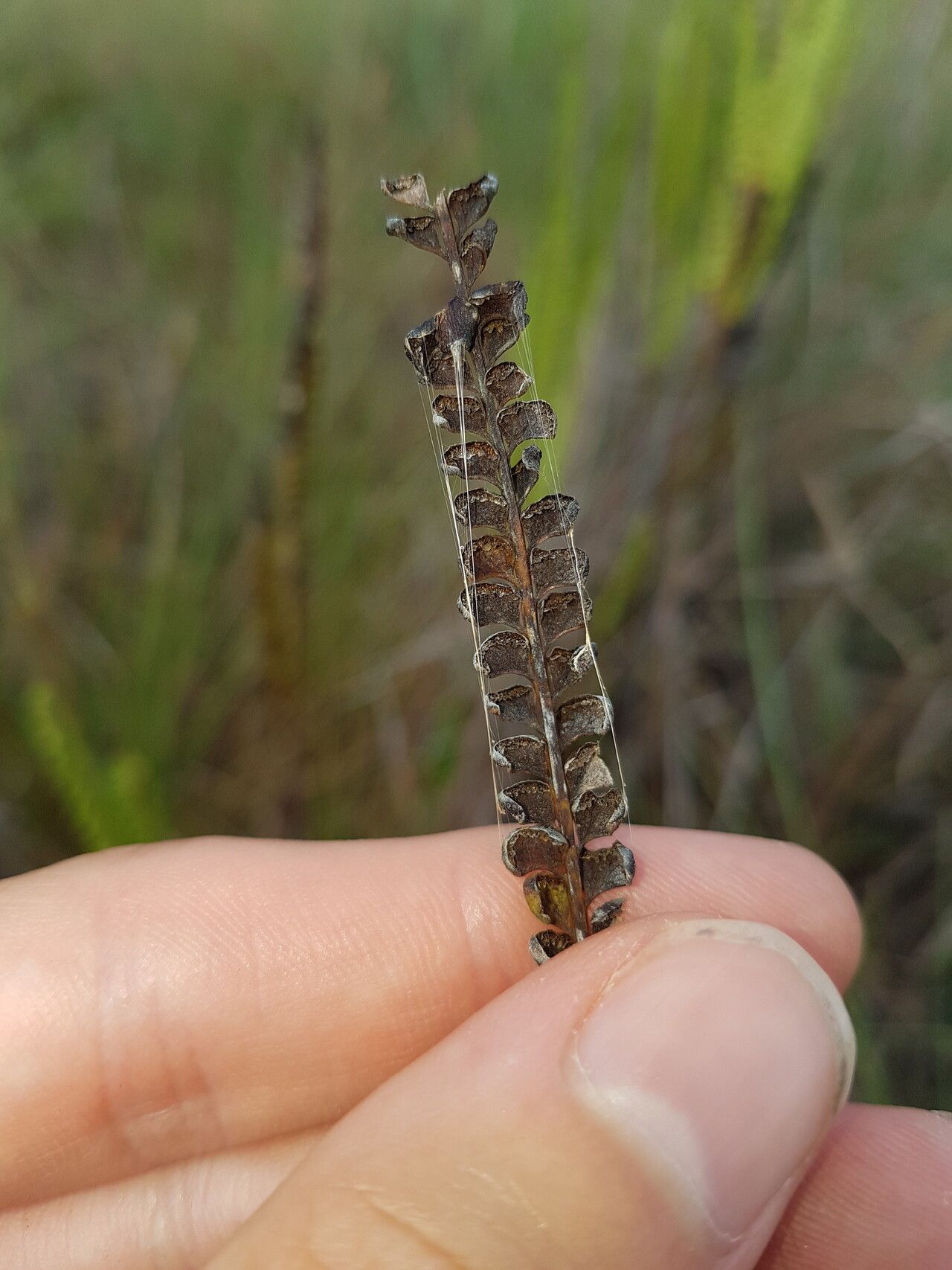 Lindsaea stricta fruit
