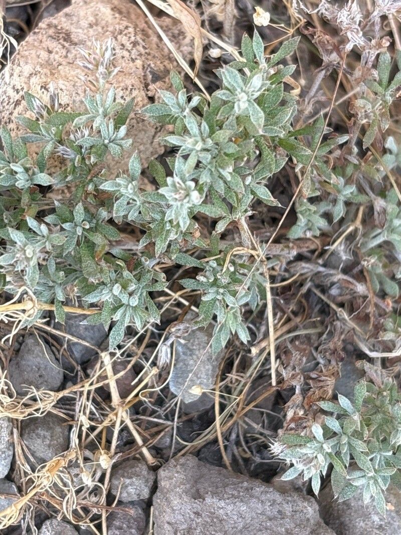 Paronychia canariensis — houseplant care guide