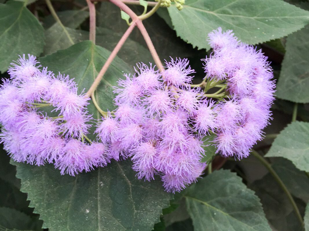 Bartlettina sordida flower