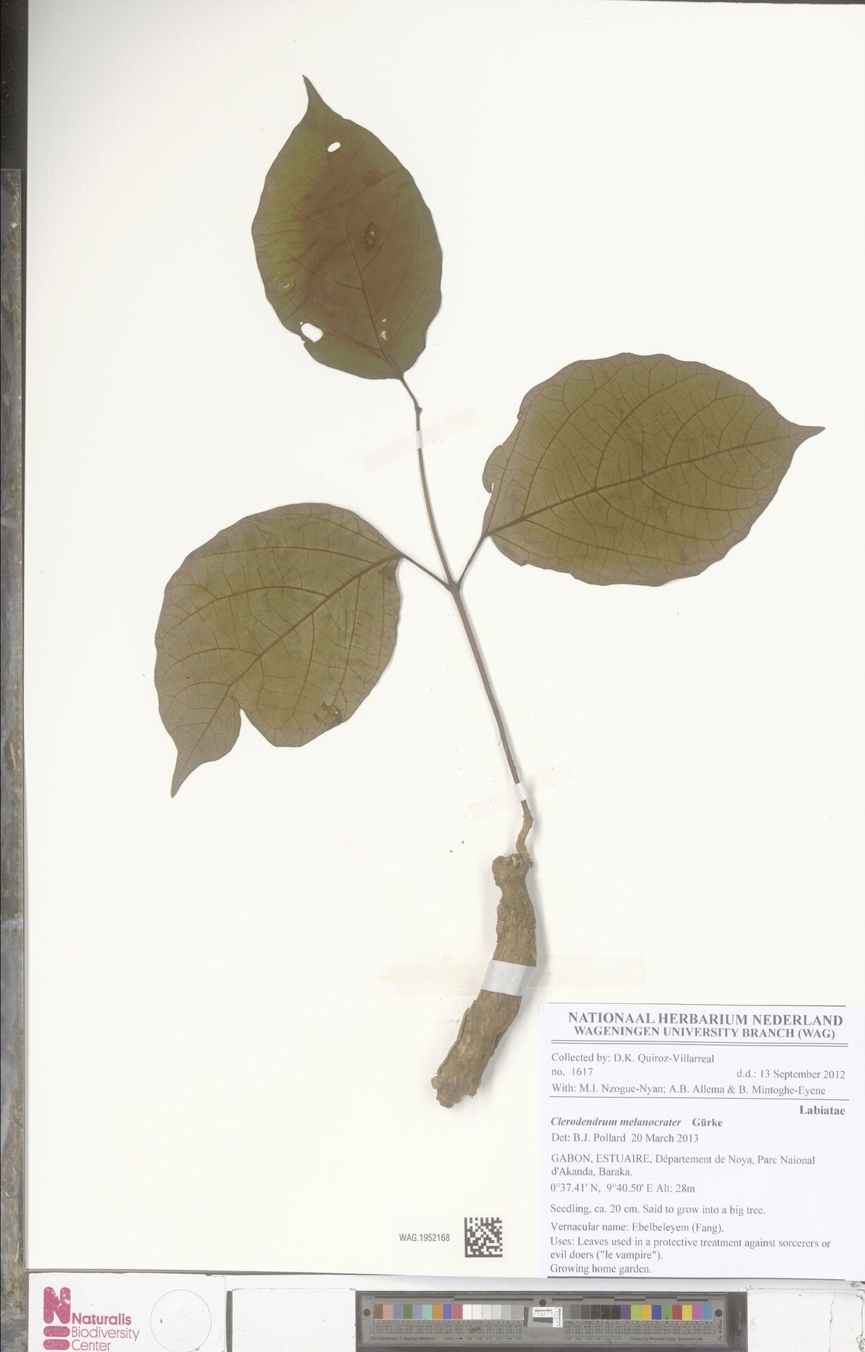 Clerodendrum melanocrater — houseplant care guide