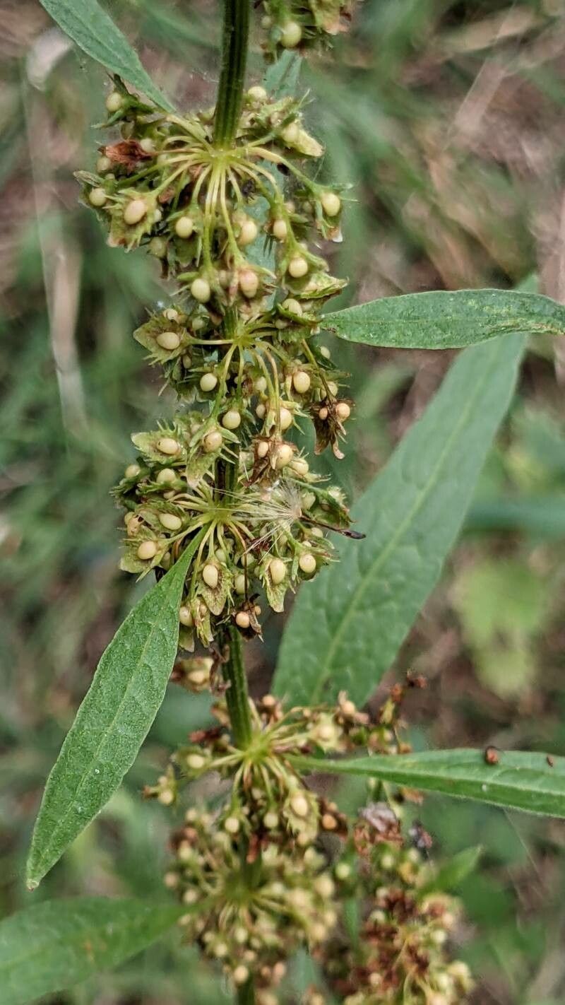 Rumex palustris flower