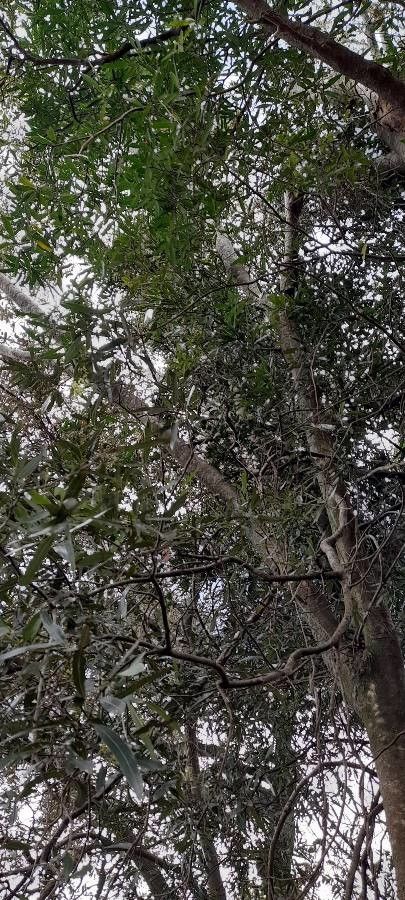 Ocotea acutifolia other