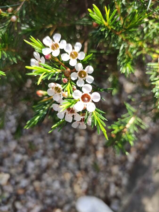 Sannantha leratii flower