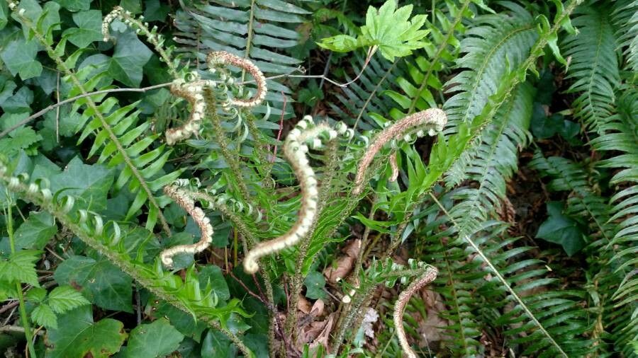 Polystichum munitum flower