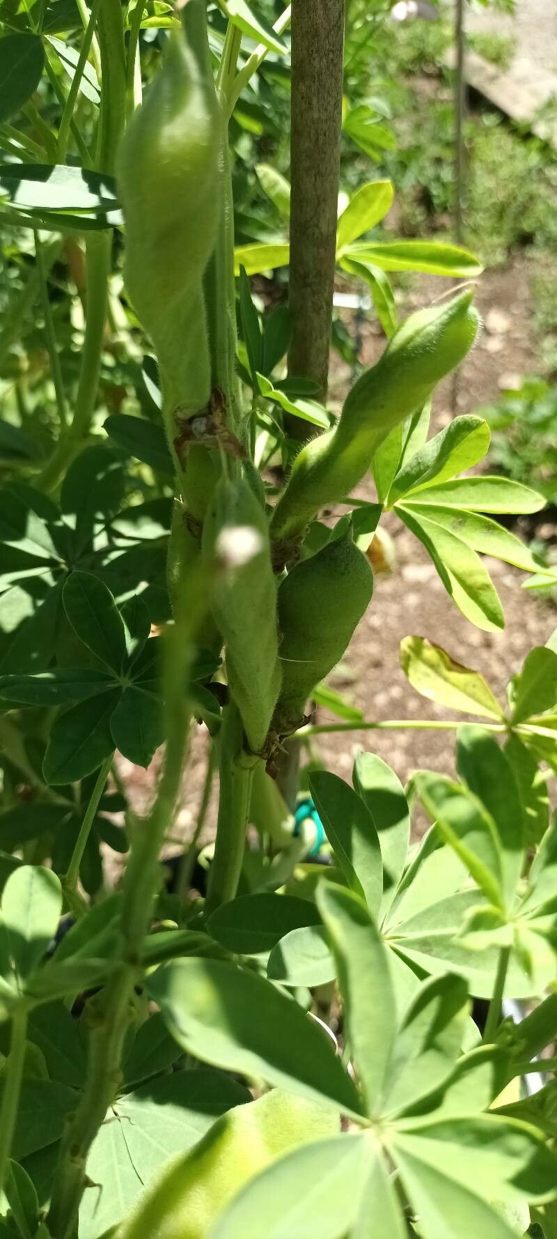 Lupinus mutabilis fruit