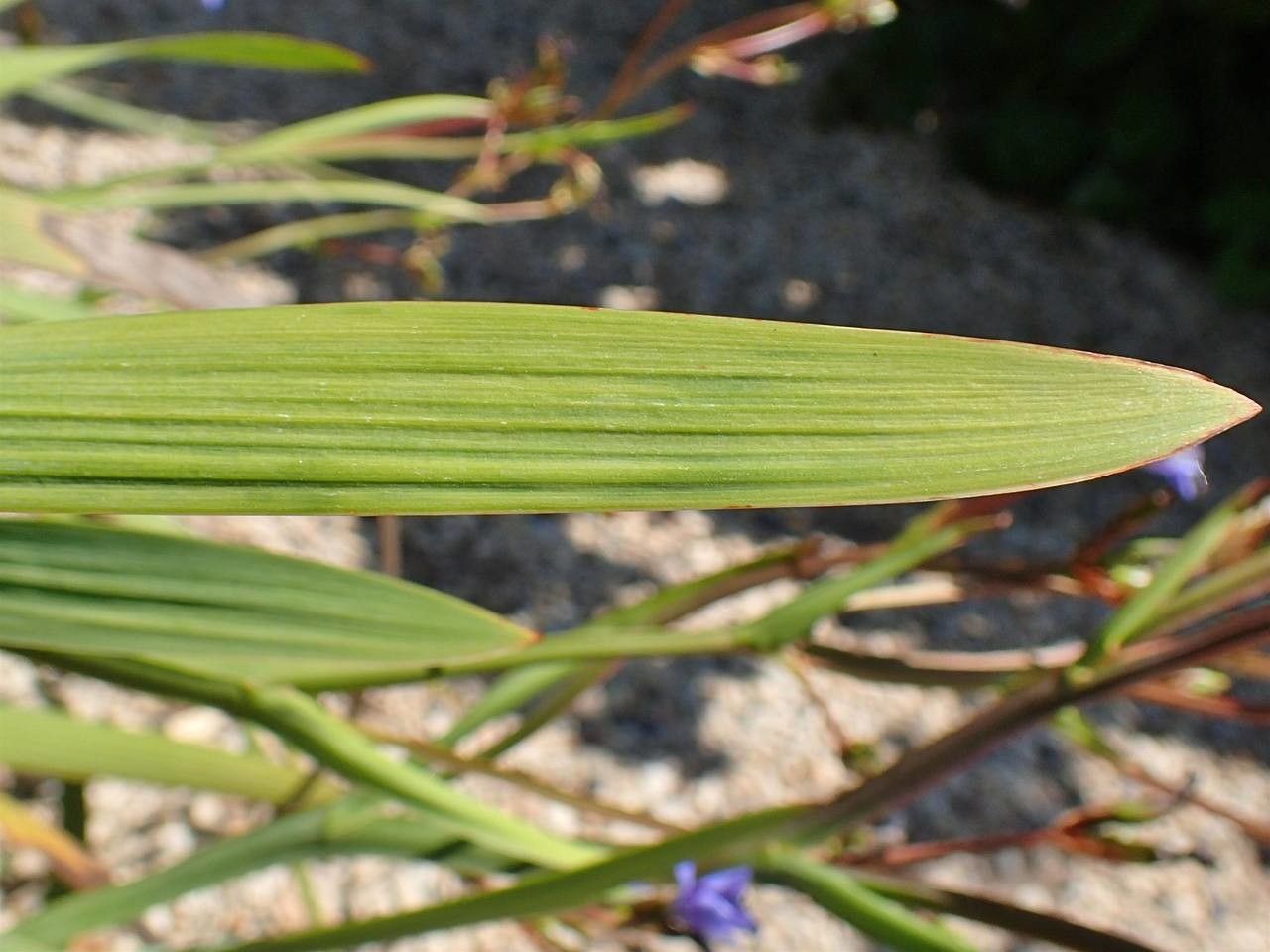 Aristea ecklonii leaf