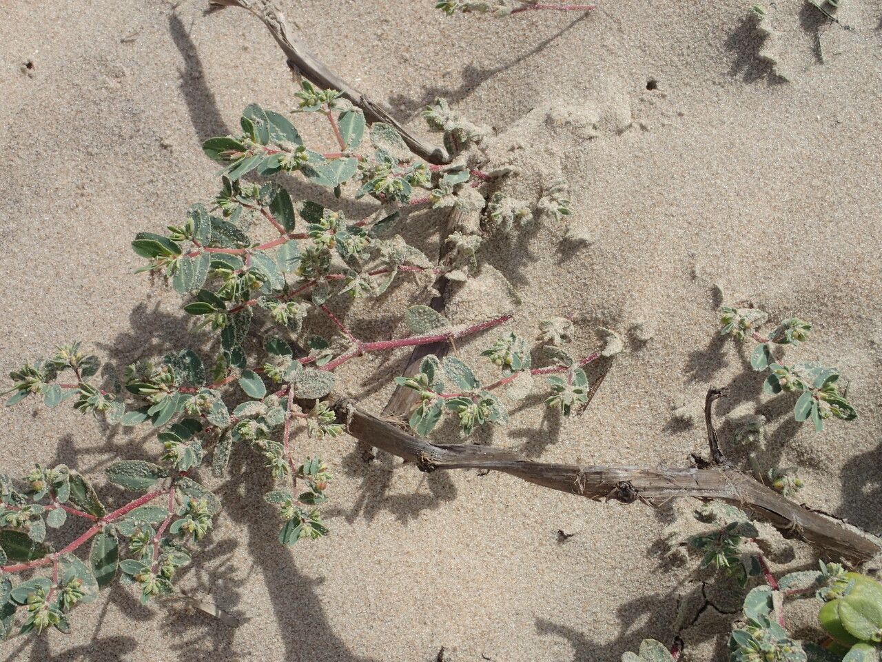 Euphorbia glaucophylla habit