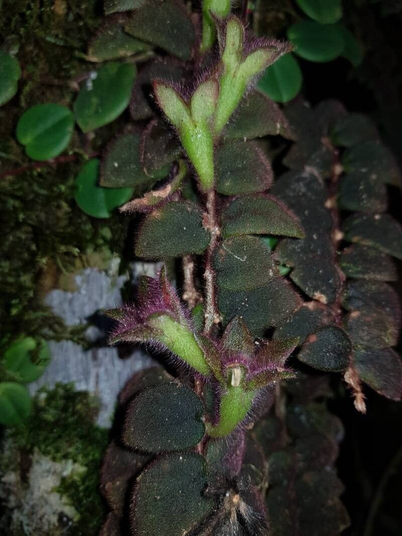 Columnea microcalyx — pet friendly houseplant