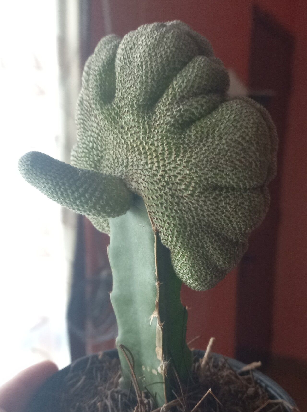 Aylostera heliosa — houseplant care guide