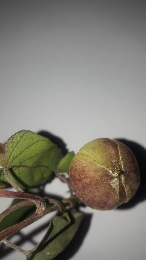 Operculina turpethum flower