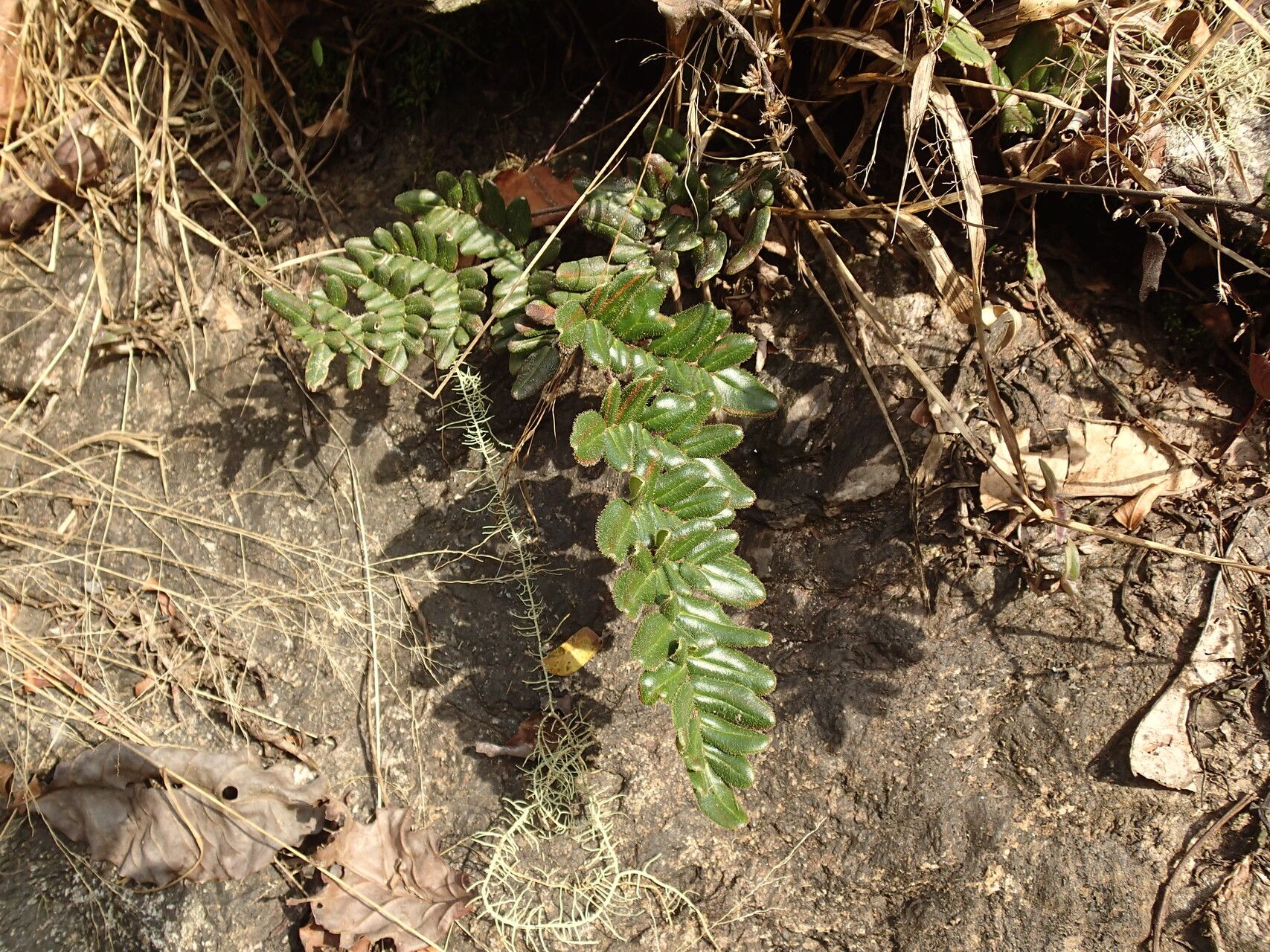 Hemionitis dura — houseplant care guide