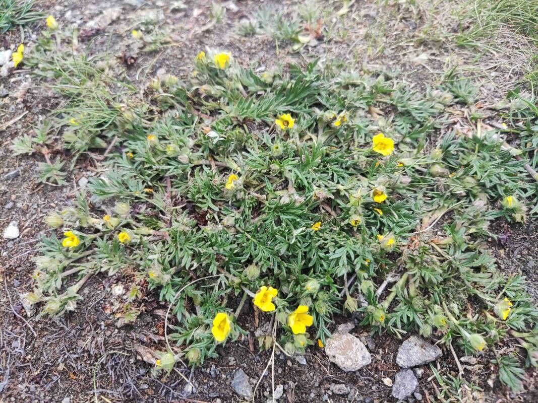 Potentilla multifida habit
