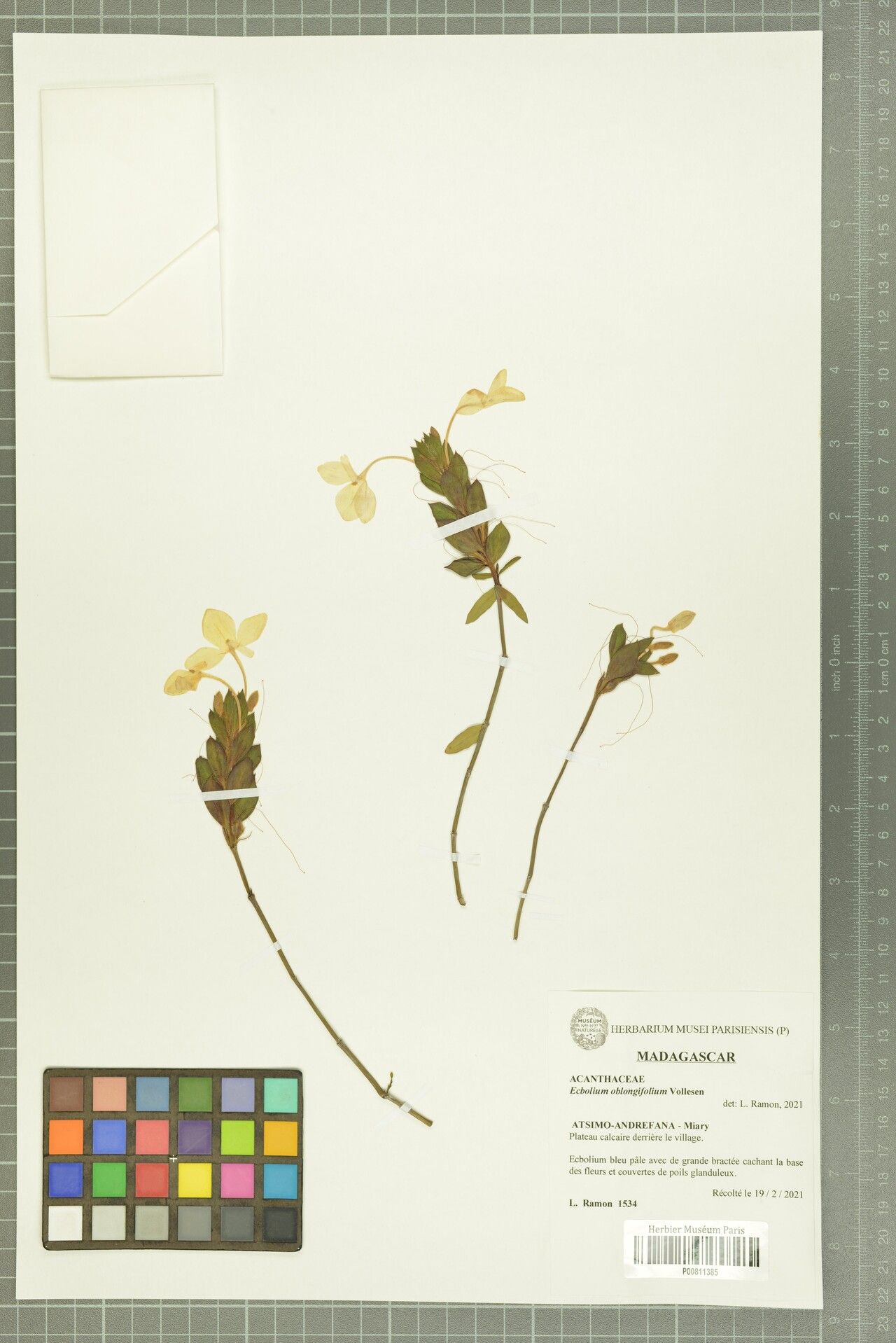 Ecbolium oblongifolium — search result for 'Ecbolium'