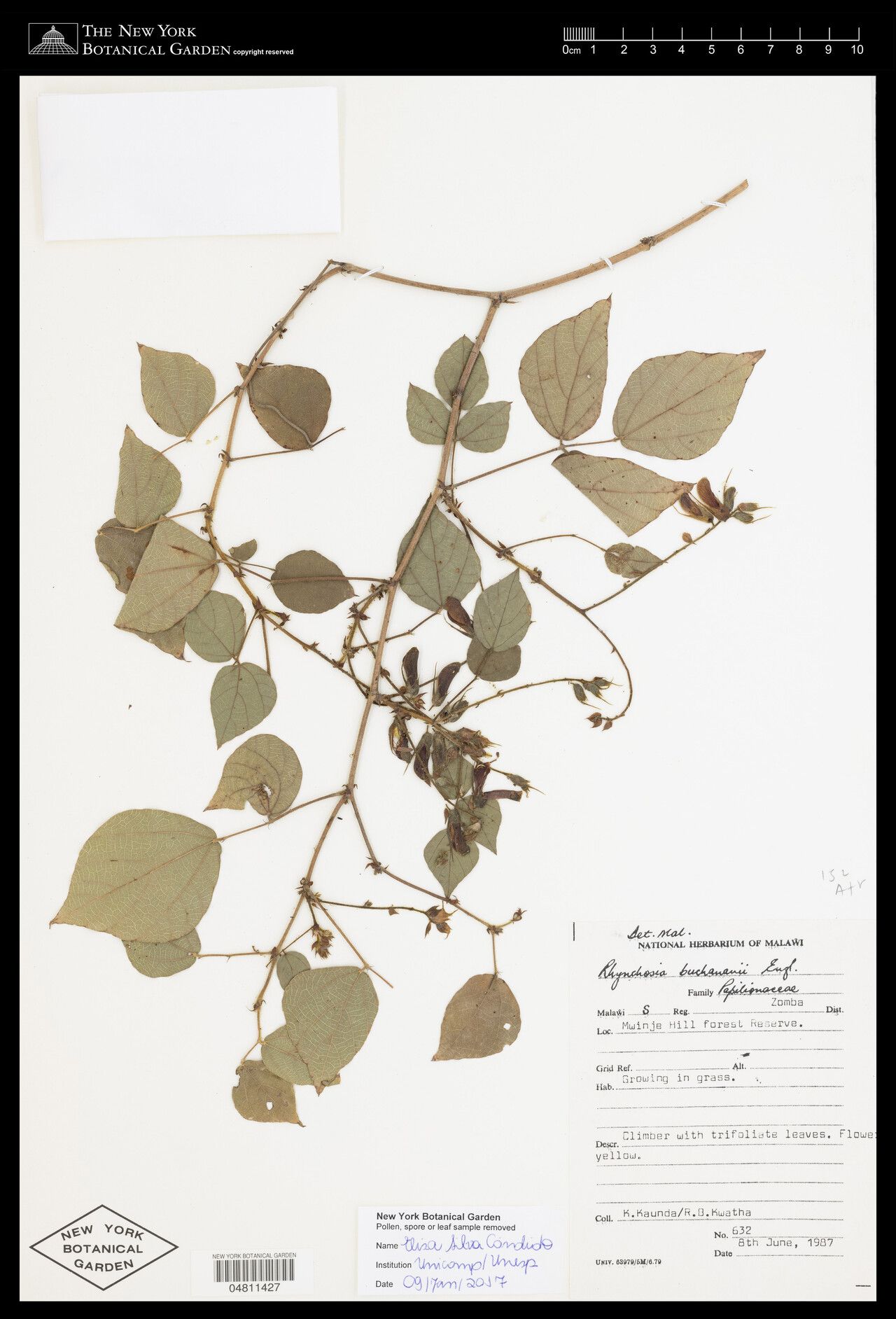 Rhynchosia buchananii — houseplant care guide