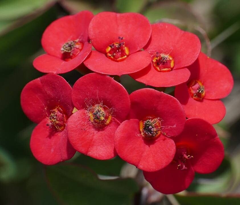 Euphorbia splendens — houseplant care guide