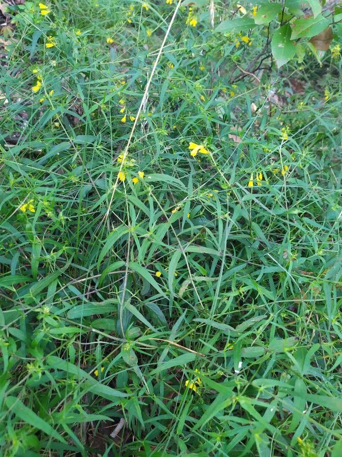 Melampyrum italicum leaf