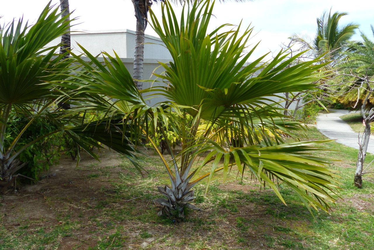 Latania verschaffeltii leaf