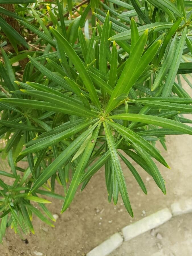 Podocarpus chinensis — search result for 'Podocarpaceae'