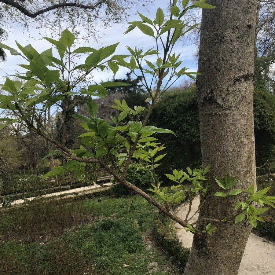 Fraxinus chinensis bark