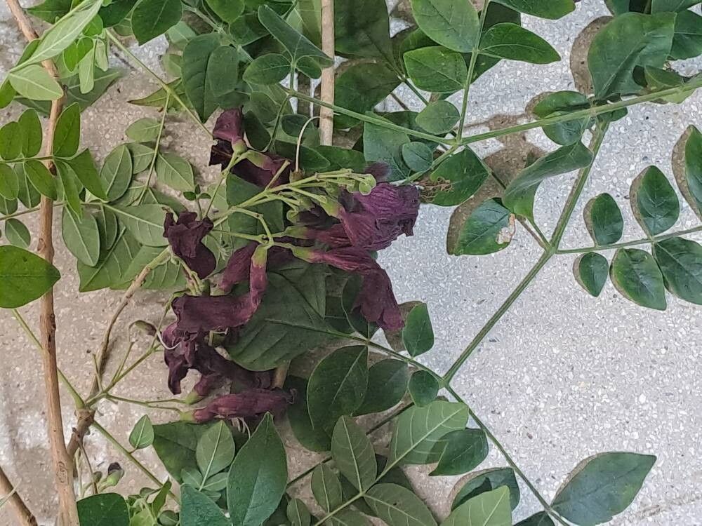 Jacaranda jasminoides leaf