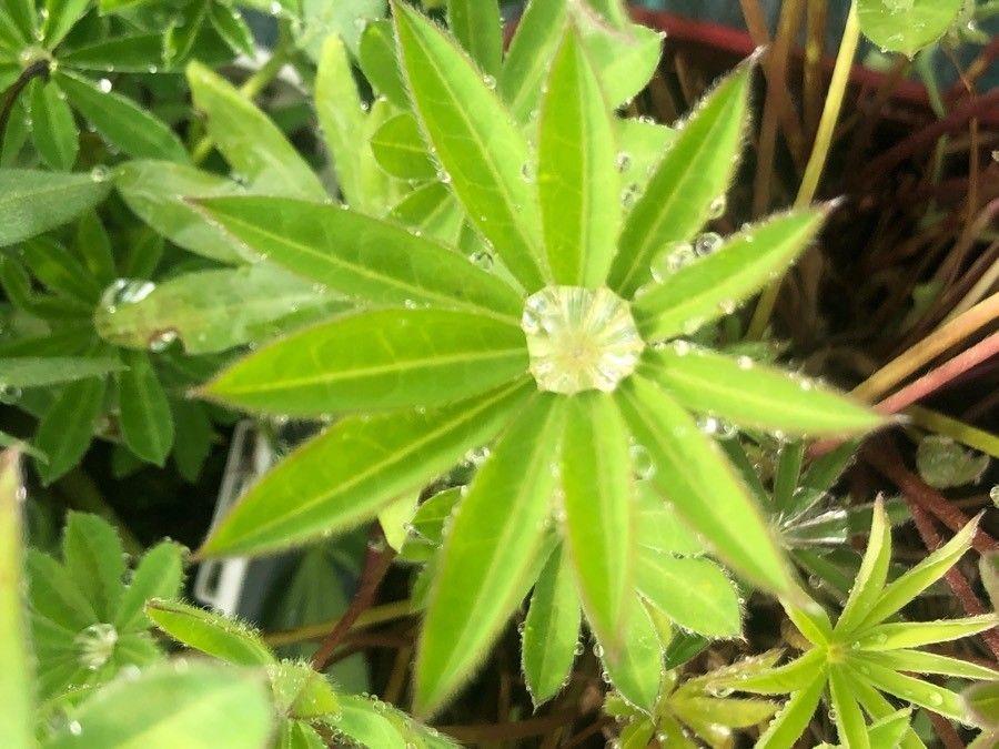 Lupinus russellianus leaf