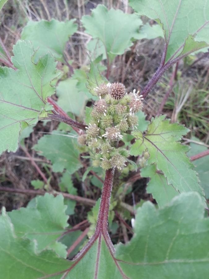 Xanthium albinum flower