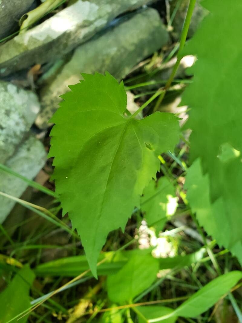 Solidago flexicaulis