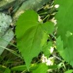 Solidago flexicaulis