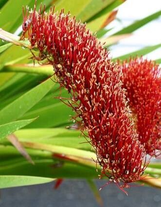 Xeronema callistemon flower