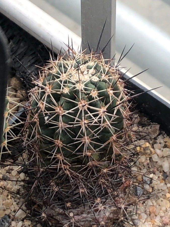 Echinocereus fendleri leaf