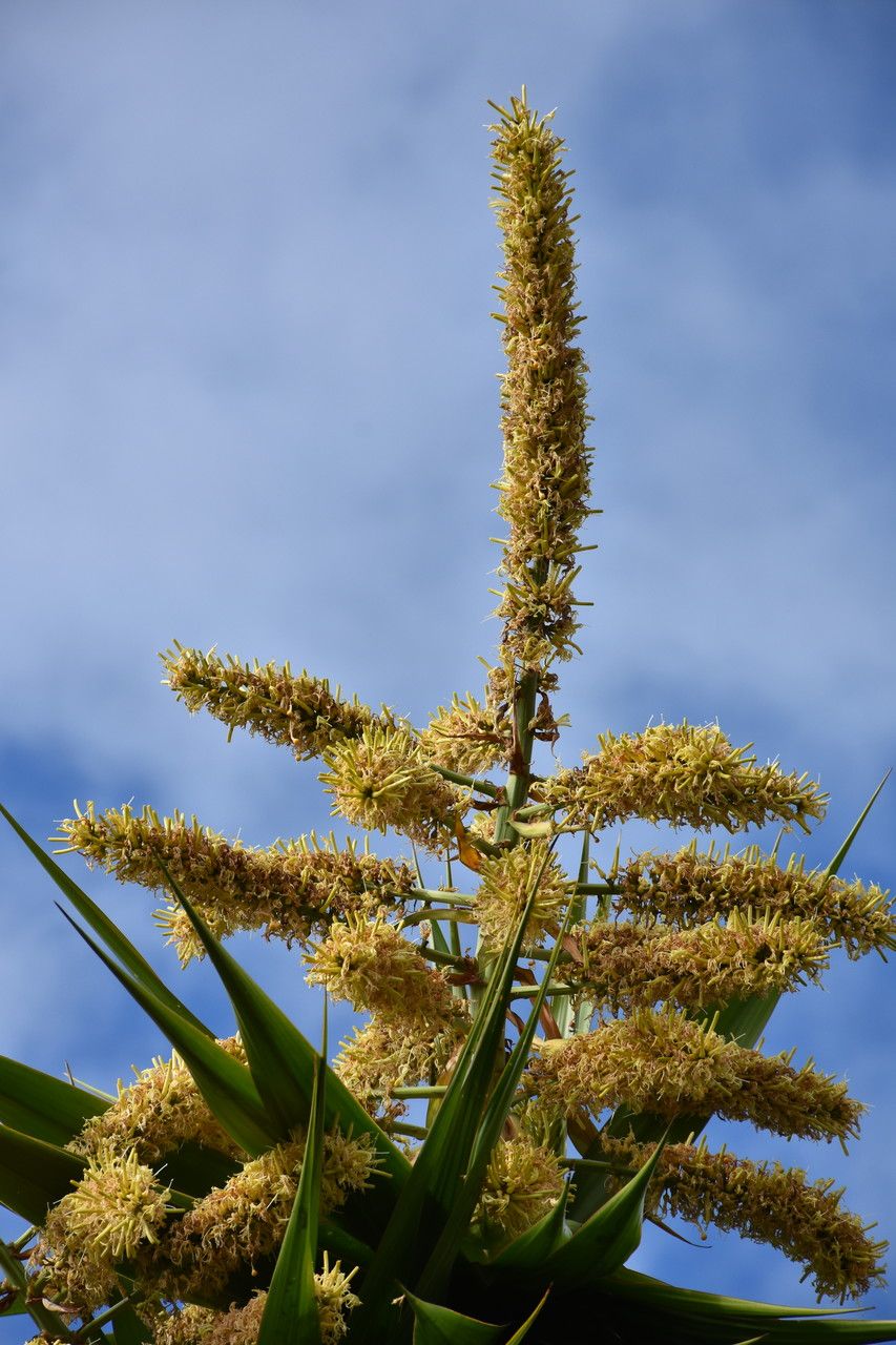 Dracaena concinna flower