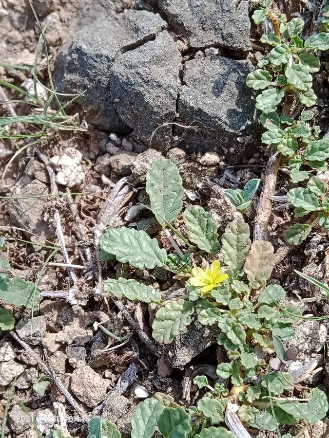 Corchorus depressus flower