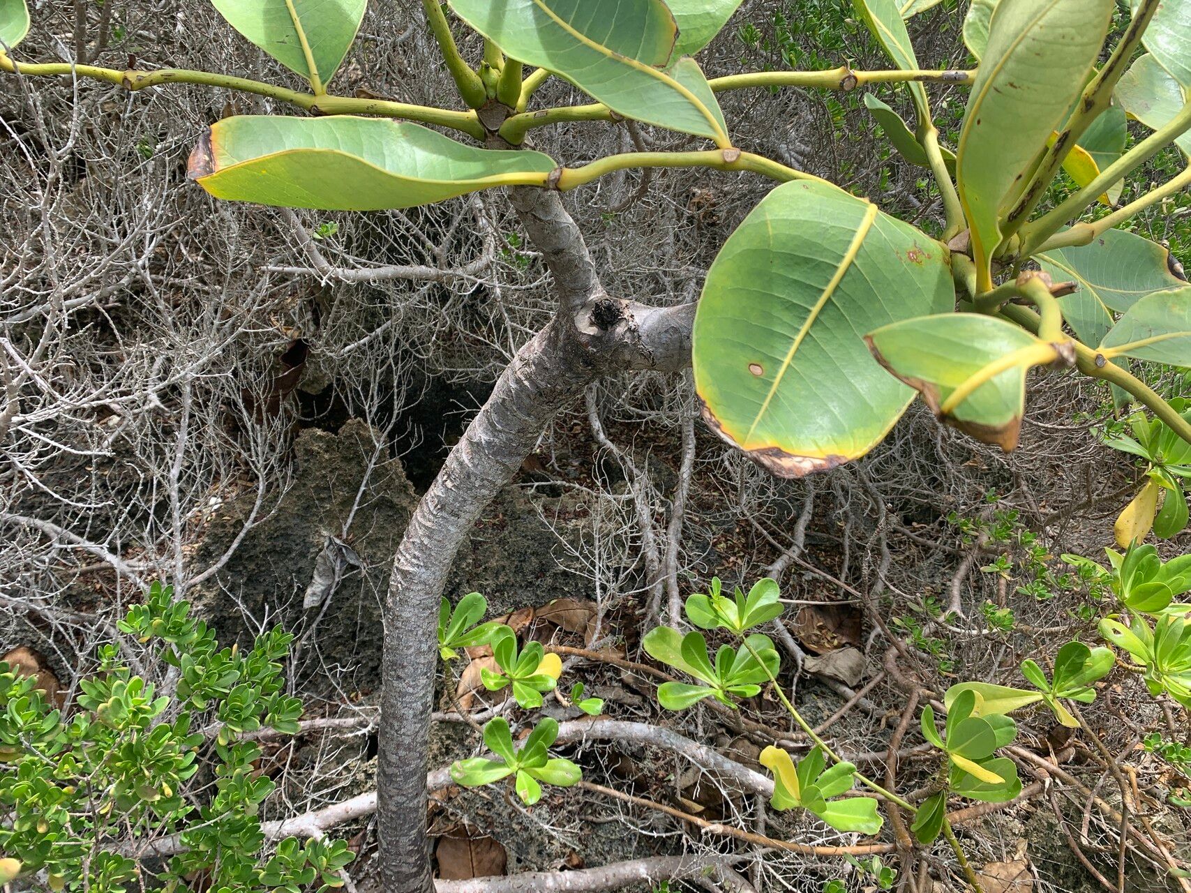 Polyscias maraisiana — search result for 'Polyscias'