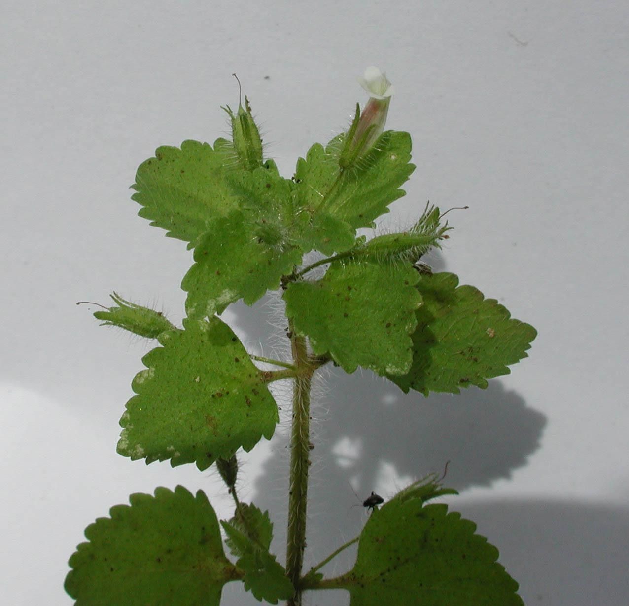 Stemodia jorullensis other