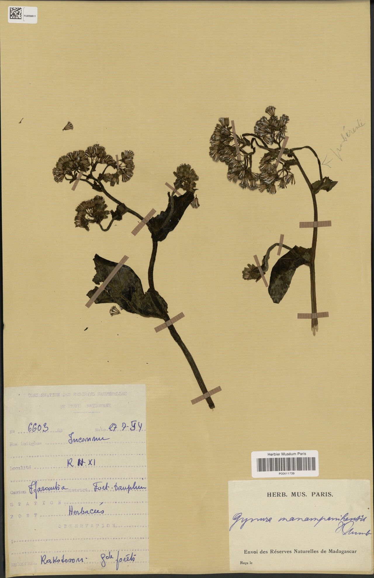 Crassocephalum manampanihense — houseplant care guide