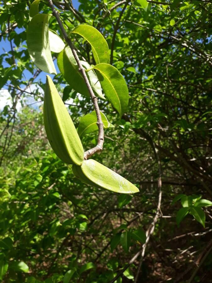 Cryptostegia madagascariensis fruit