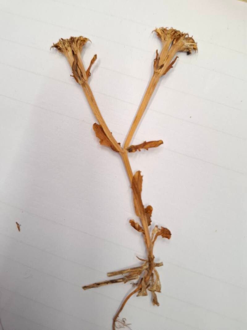 Valeriana cornucopiae fruit