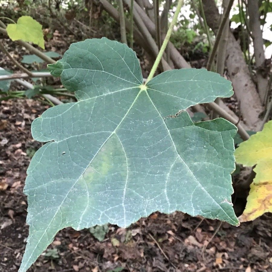 Phymosia umbellata leaf