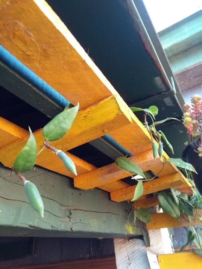 Lapageria rosea fruit