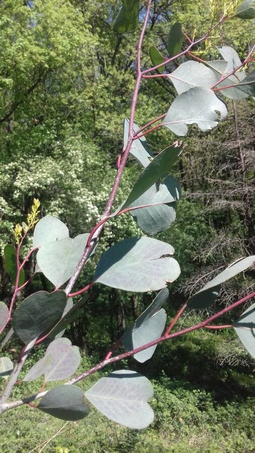 Eucalyptus camphora — search result for 'Eucalyptus'