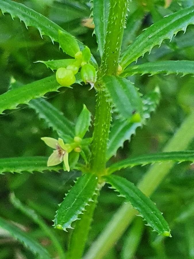 Galium chloroionanthum flower