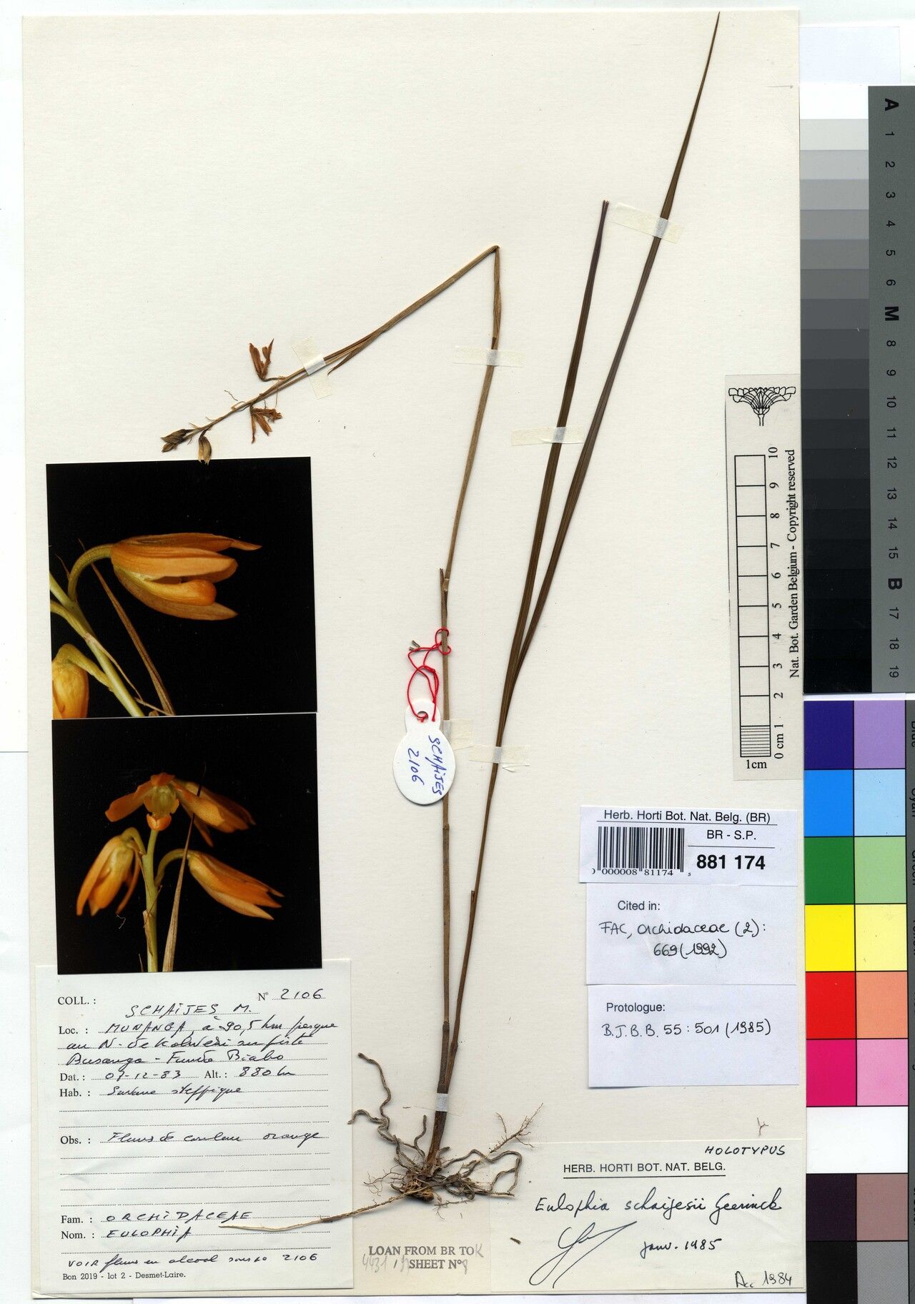 Eulophia schaijesii — houseplant care guide