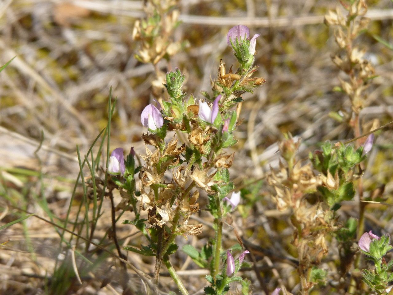 Ononis diffusa habit