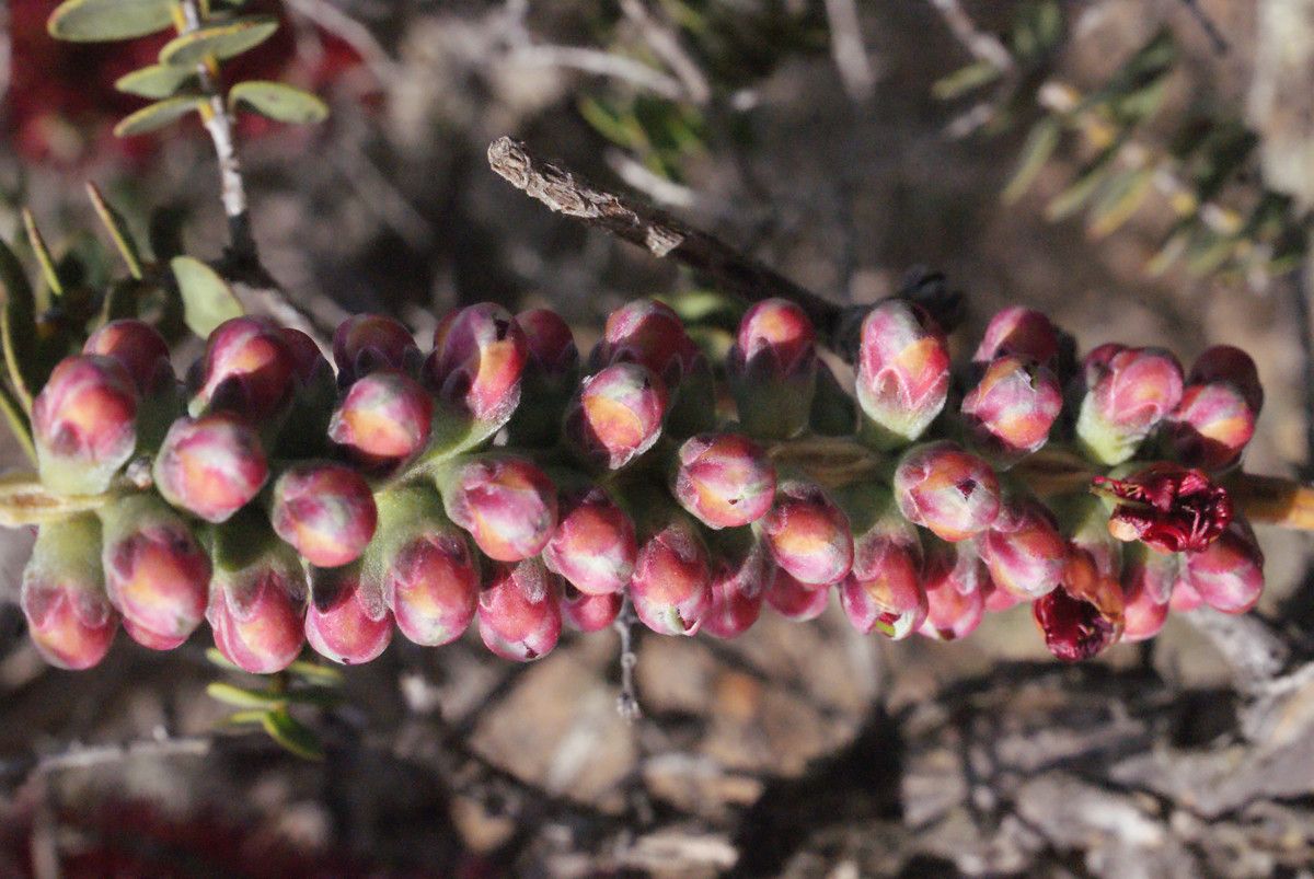 Kunzea baxteri fruit