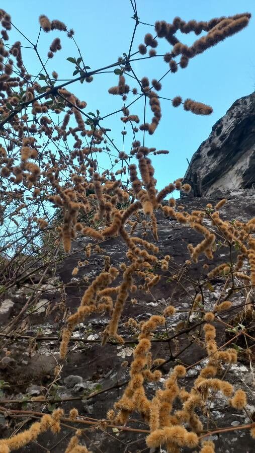 Cyathula uncinulata habit
